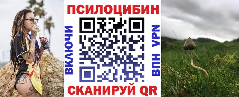 где купить   Сольцы  Псилоцибиновые грибы Psilocybe 